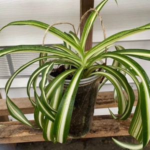 Bonnie curly spider plant (Chlorophytum comosum 'Bonnie')