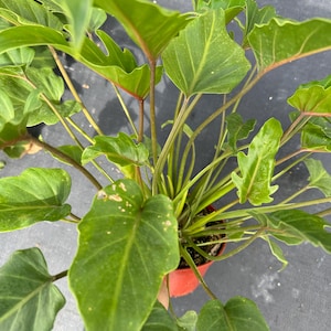 Philodendron Xanadu – One Gallon Pot