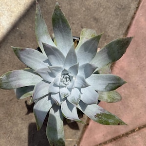 May include: Overhead view of a succulent plant with pale green, pointed leaves arranged in a rosette pattern. The leaves have a powdery coating and some brown spots. The plant is in a black pot, set on a stone surface.