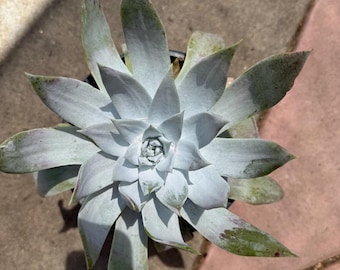 Dudleya brittonii- in one gallon pot