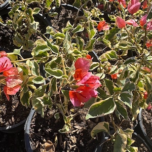 May include: Close-up of bougainvillea plants in black pots. The plants have vibrant pink and red bracts, with green and cream-colored variegated leaves. The plants are in full bloom, with several pots visible.