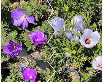 May include: Close-up of vibrant purple flowers with yellow centers, surrounded by green foliage. The petals are delicate and open, showcasing the plant's natural beauty. The flowers are in small black pots.