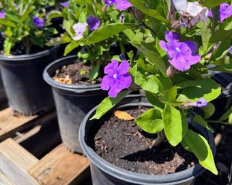Brunfelsia Magnifica Plant – One Gallon Pot – Rare Tropical Shrub – Fragrant Purple Blooms – Yesterday Today and Tomorrow Relative