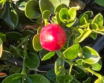 May include: A close-up of a bright red berry growing on a green leafy plant. The berry is round and shiny, with a smooth surface.