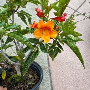 May include: A potted orange and red trumpet vine plant with green leaves. The plant is in a black plastic pot with brown mulch.