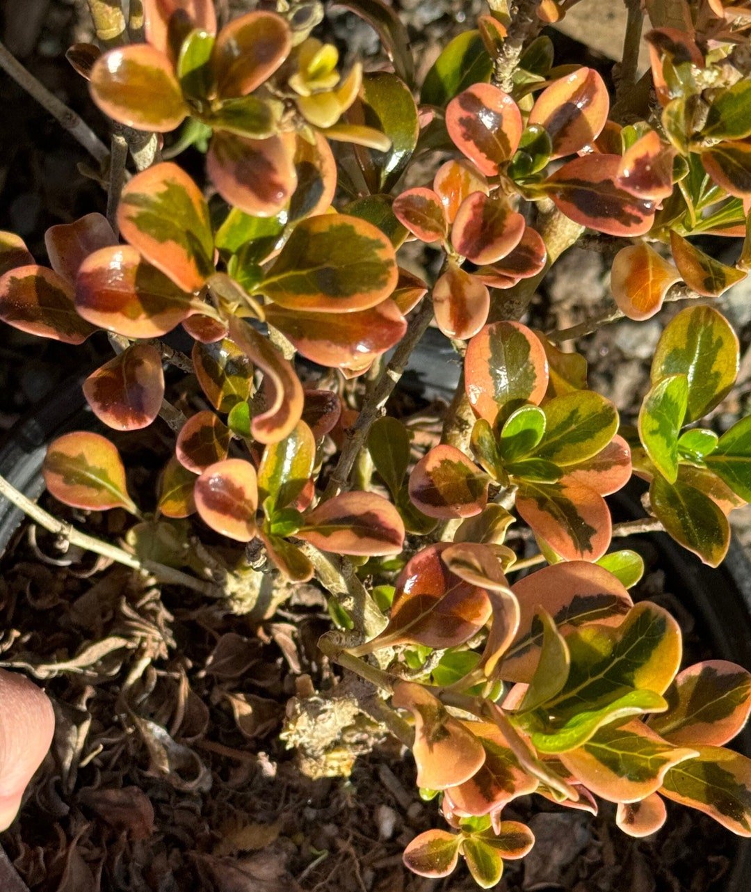 Coprosma Repens, Mirror Plants Taupata Gold or Tequila Sunrise you