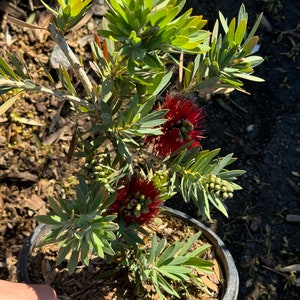 May include: A potted red flowering plant with green leaves. The plant is in a black plastic pot with brown mulch.