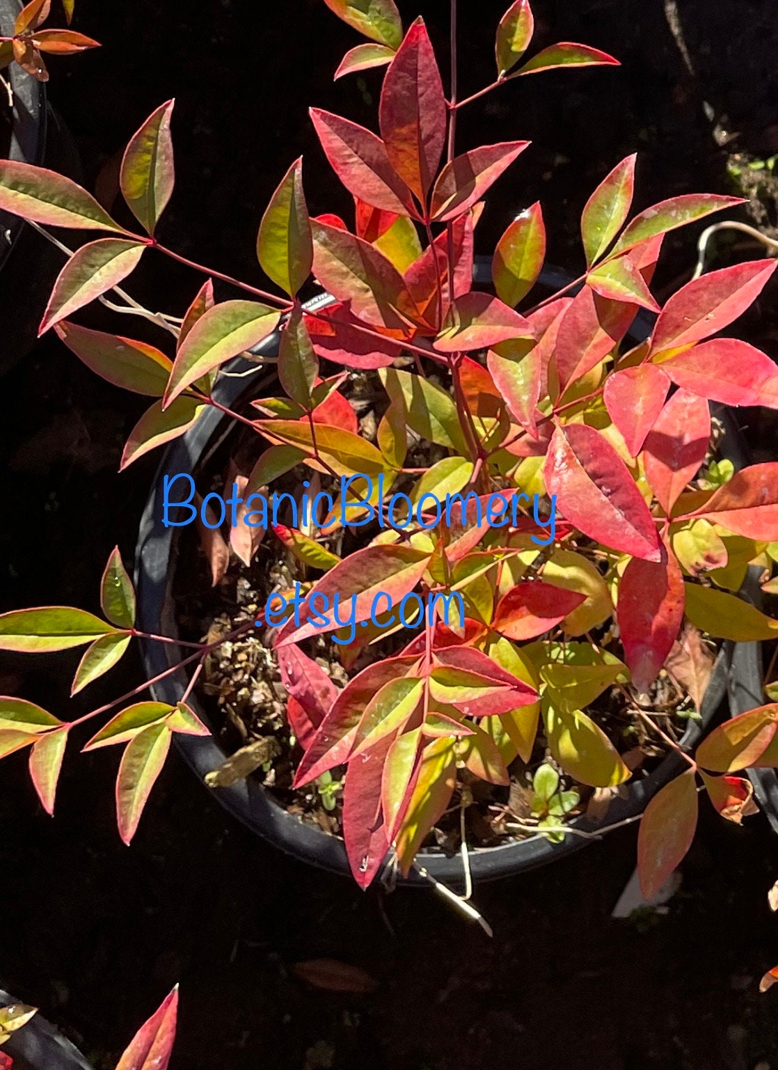 Nandina Gulf Stream or Nandina Sienna Sunrise 'heavenly Bamboo' Plant