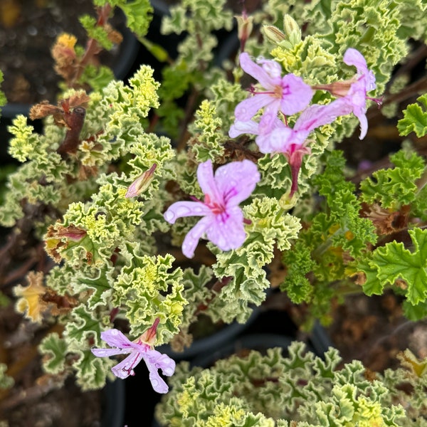 Scented Geranium Pelargonium plant - Fragrant Delight