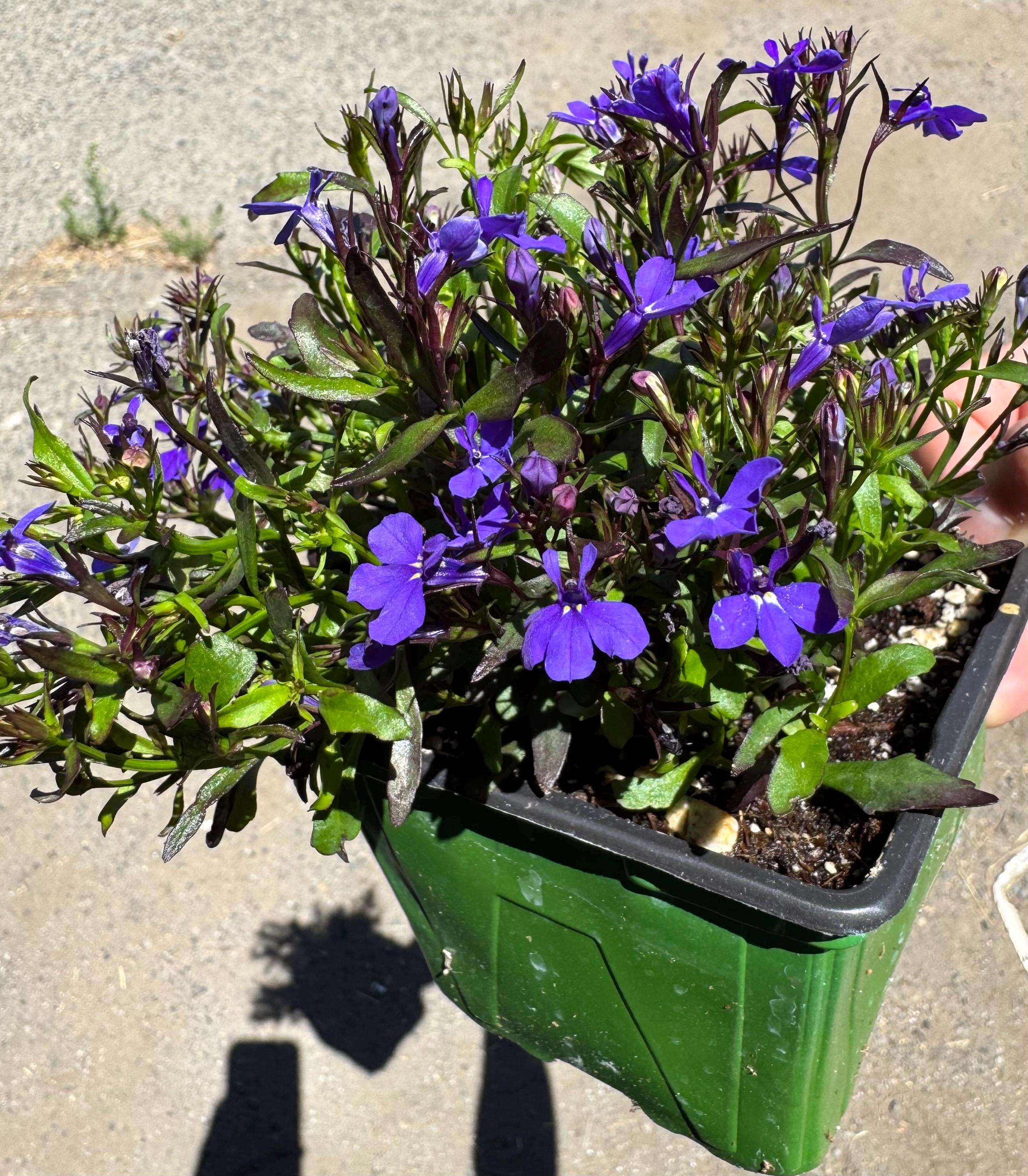 Lobelia 'blue Moon' - Etsy