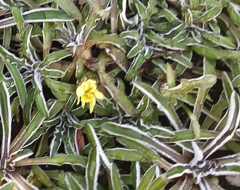 May include: Close-up of a plant with long, green leaves edged in white. A small, yellow flower blooms amidst the foliage. The leaves have a unique, jagged shape, creating a textured appearance. The plant's overall color palette is green and white.