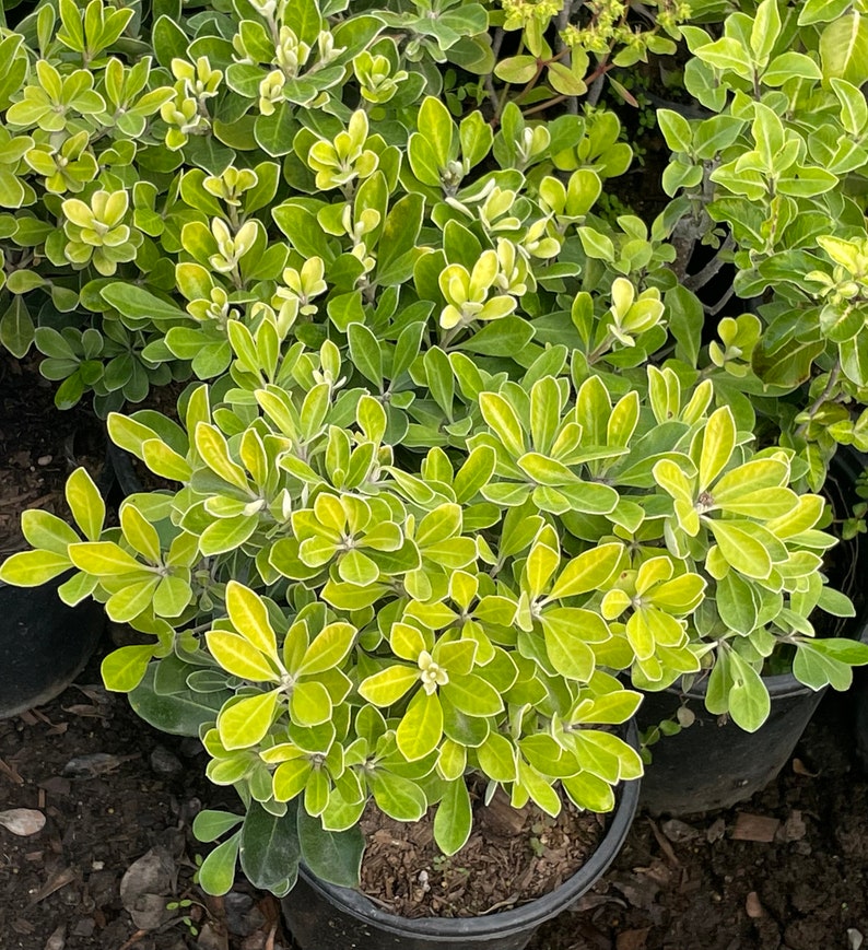 Dwarf Karo Pittosporum (pittosporum Crassifolium 'compactum' or 'nana ...