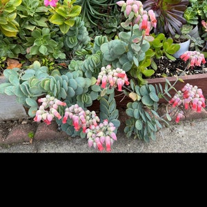 Marnier’s Kalanchoe cuttings, Kalanchoe marnieriana bild 5