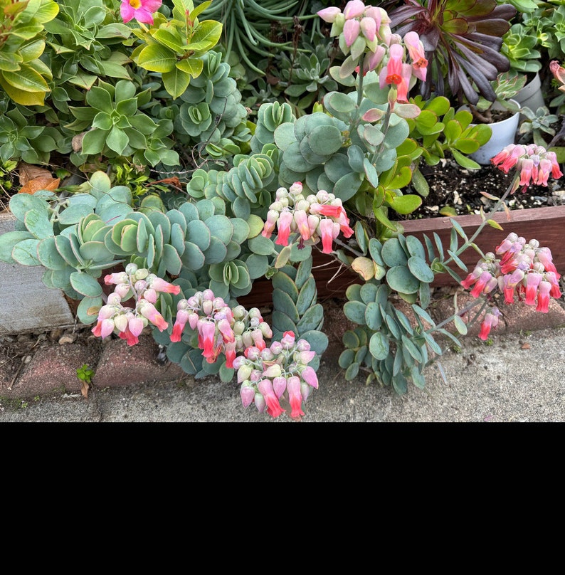 Marnier’s Kalanchoe cuttings, Kalanchoe marnieriana bild 5