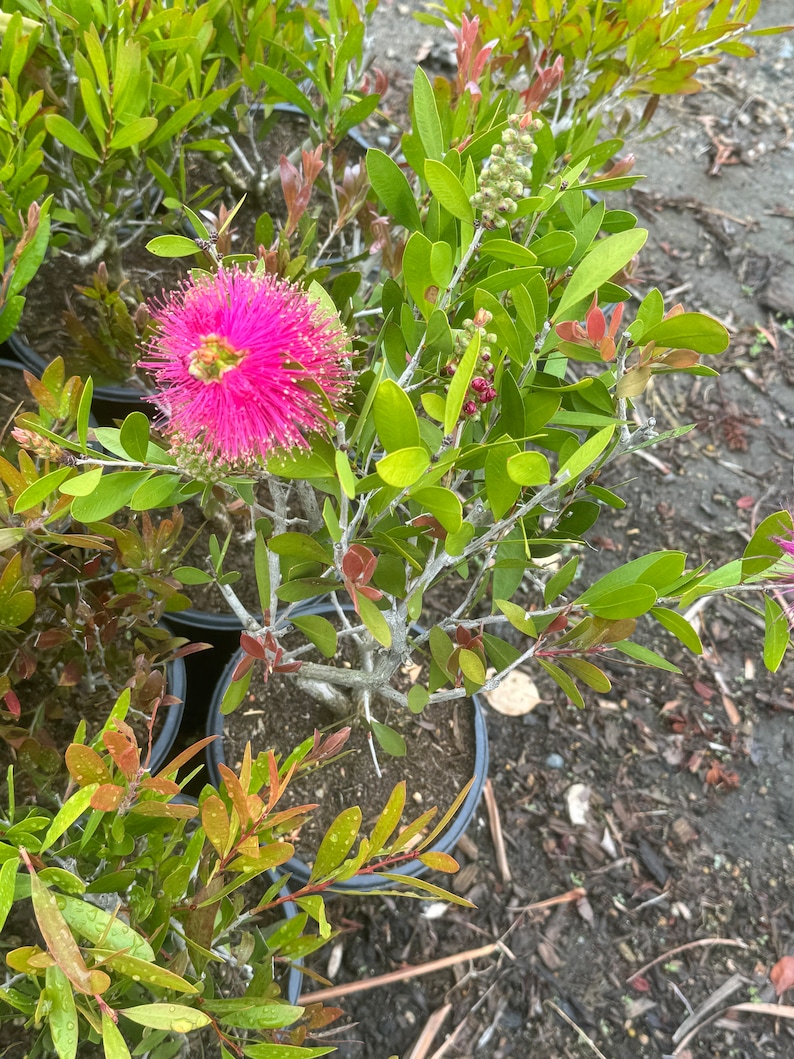 BotanicBloomery Lemon Bottlebrush Plant - Thumbnail 5