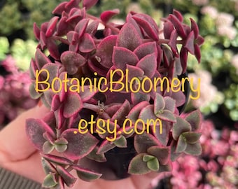 May include: A small succulent plant with red and green leaves in a black pot. The plant is called a 'Red-tipped succulent' and is available on Etsy from BotanicBloomery.