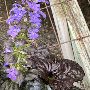Ajuga reptans, choose from two colors