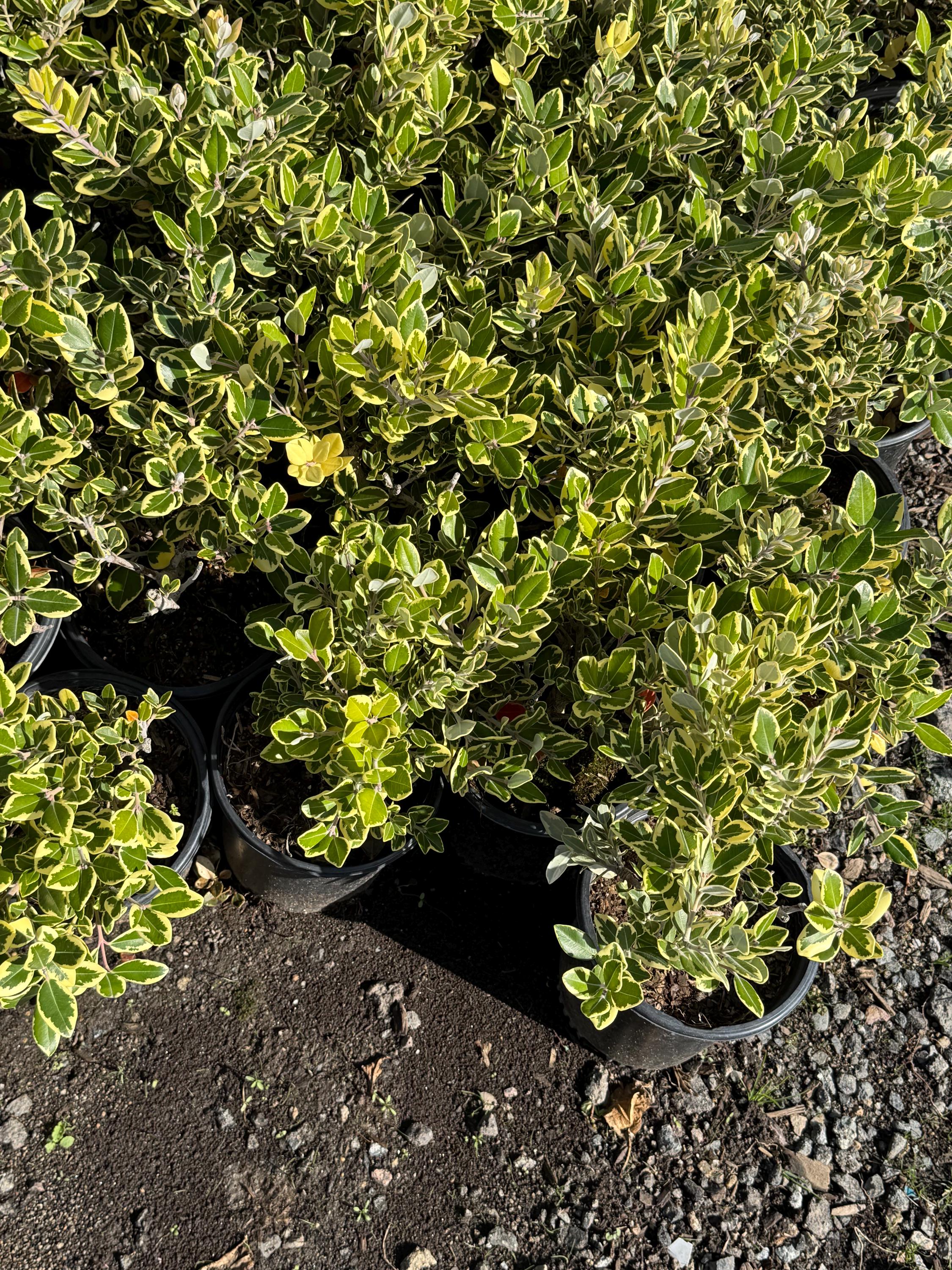 New Zealand Christmas Tree 'variegata'  Metrosideros Excelsa  One Gallon  Pot - Etsy