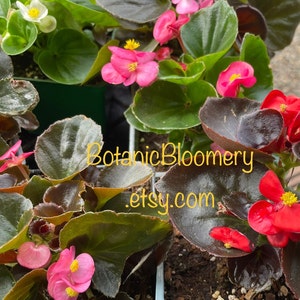 May include: A close-up of a variety of pink and red begonia flowers in bloom. The flowers are growing in a pot with dark green and brown leaves. The text "BotanicBloomery.etsy.com" is visible in the image.