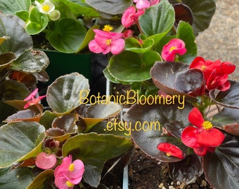 Wax Begonias - Green Leaf and Bronze Leaf Varieties. Now Blooming!