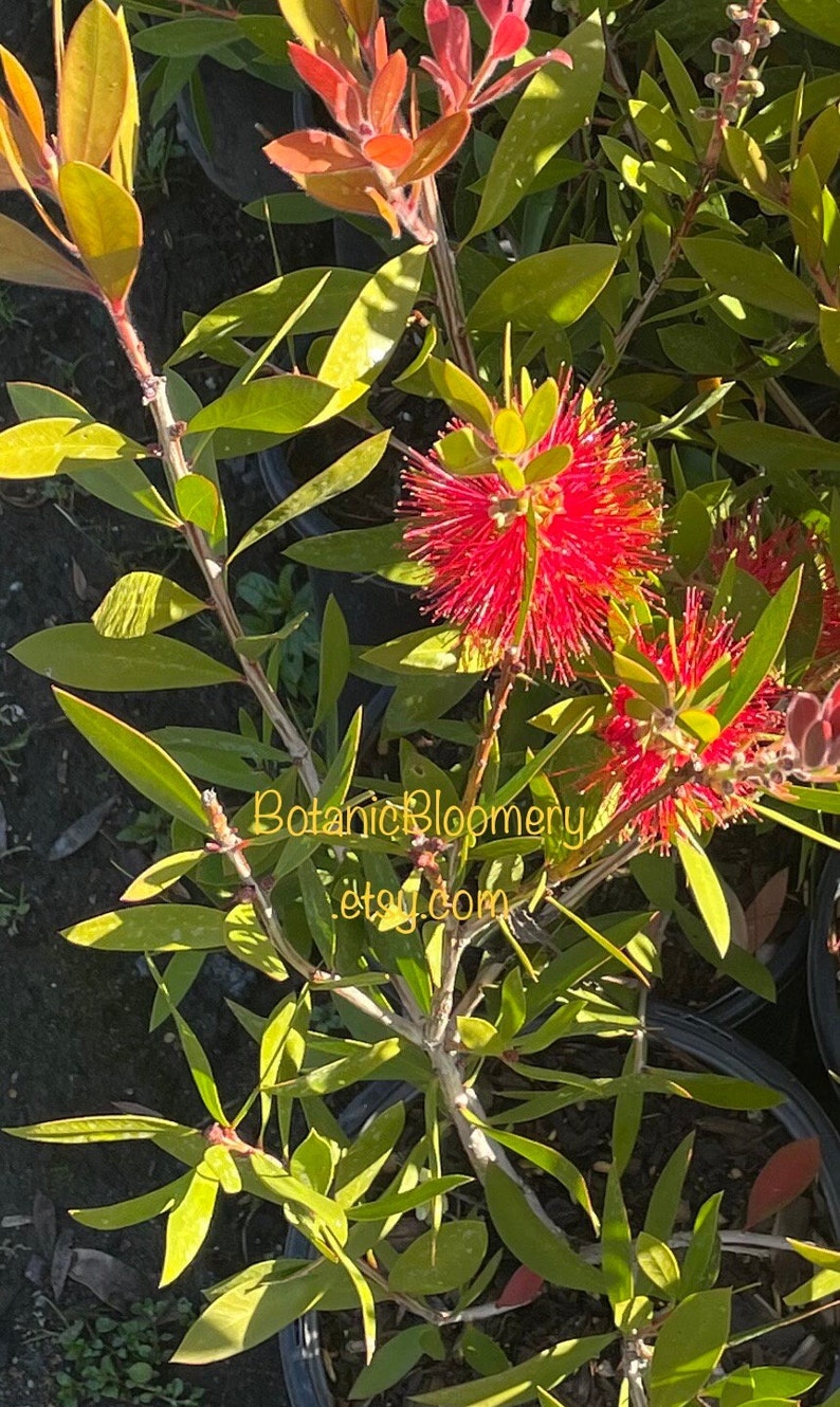 Lemon bottlebrush plant - Callistemon citrinus