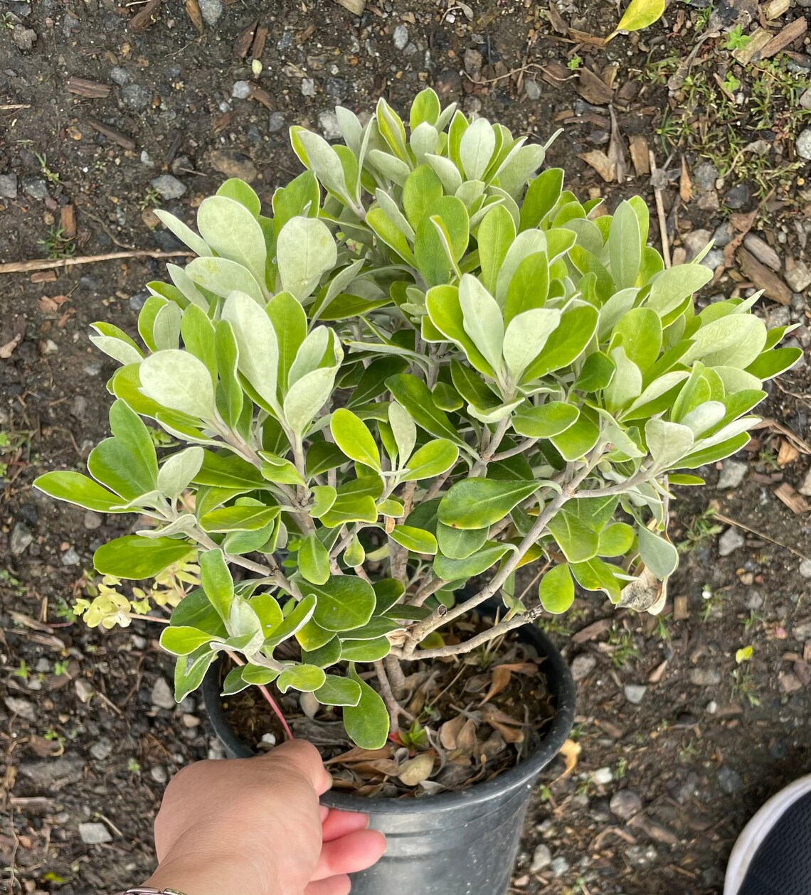 Dwarf Karo Pittosporum (pittosporum Crassifolium 'compactum' or 'nana ...