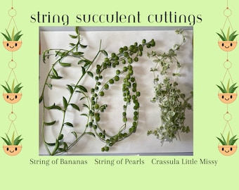 Succulent Cuttings Set – String of Banana, Pearl, Crassula