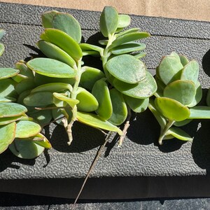 Marnier’s Kalanchoe cuttings, Kalanchoe marnieriana bild 2