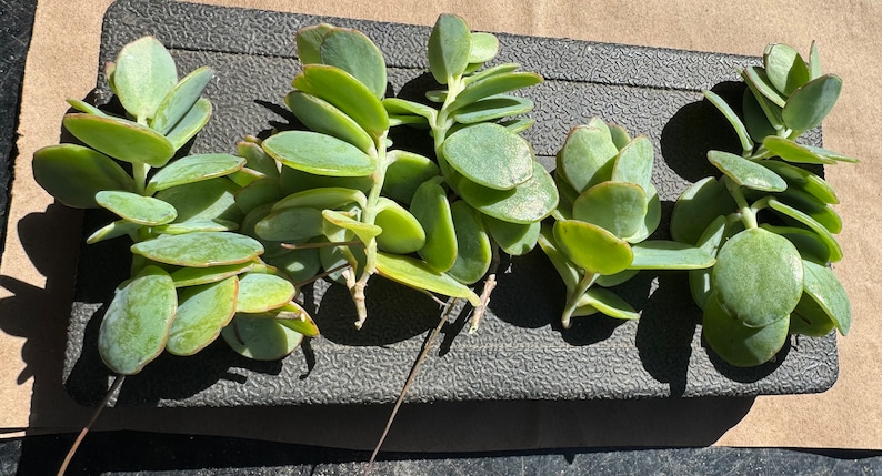 Marnier’s Kalanchoe cuttings, Kalanchoe marnieriana bild 2