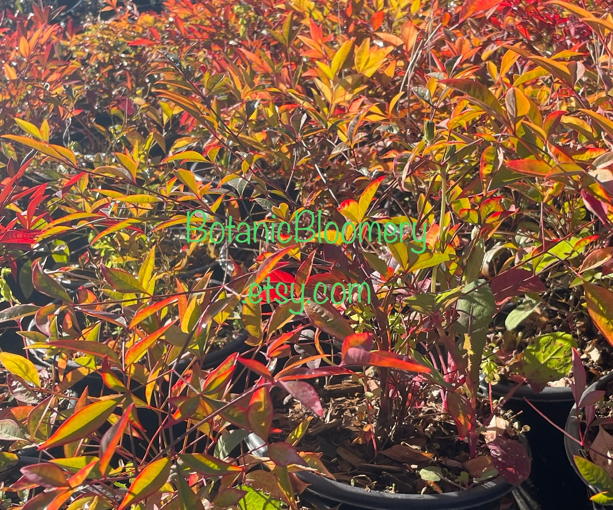 Nandina Gulf Stream or Nandina Sienna Sunrise 'heavenly Bamboo' Plant
