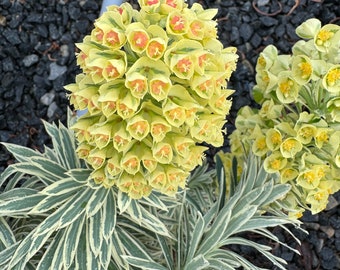 May include: A cluster of pale yellow and green euphorbia flowers with small orange centers, featuring variegated lance-shaped leaves with white margins. The plant displays a dense, rounded inflorescence atop stems with narrow, pointed foliage.
