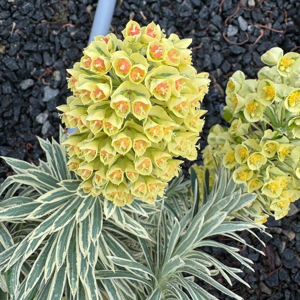 Euphorbia martinii spurge - three colors to choose from