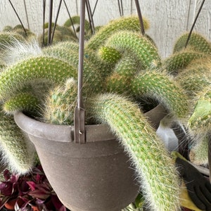 Monkey Tail cactus- Hildewintera colademononis