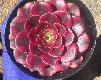 May include: A succulent plant with a rosette of thick, fleshy leaves arranged in a circular pattern. The leaves are a deep burgundy and dark purple color with fine, light-colored cilia along the edges. The center of the plant is a pale green.