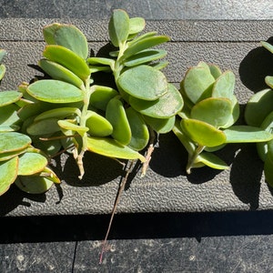 Marnier’s Kalanchoe cuttings, Kalanchoe marnieriana bild 4