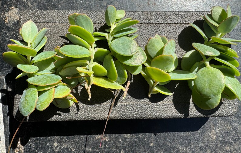 Marnier’s Kalanchoe cuttings, Kalanchoe marnieriana bild 4
