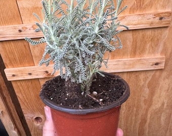 May include: A small potted plant with silvery-green, finely textured, needle-like foliage growing in a brown plastic container filled with dark potting soil. The plant features multiple upright stems with dense, branching leaves that have a soft appearance.