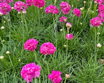 Armeria Sea Pink