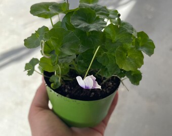 Tasmanian Violet (viola Banksii), 2 Sizes to Choose From - Etsy