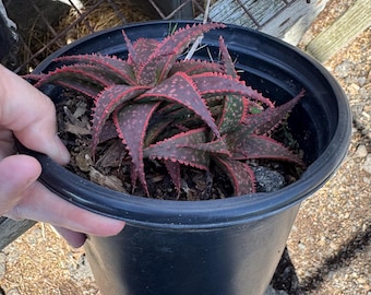 Aloe ‘Christmas Carol’ Succulent – One Gallon Pot – Red Textured Aloe – Easy Care Drought Tolerant Plant