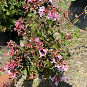 Glossy Abelia Linnaea x grandiflora