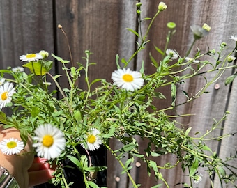 May include: A small black container holding a cluster of white daisy-like flowers with bright yellow centers. The plant features thin green stems and numerous narrow leaves, with several unopened flower buds extending upwards from the foliage.