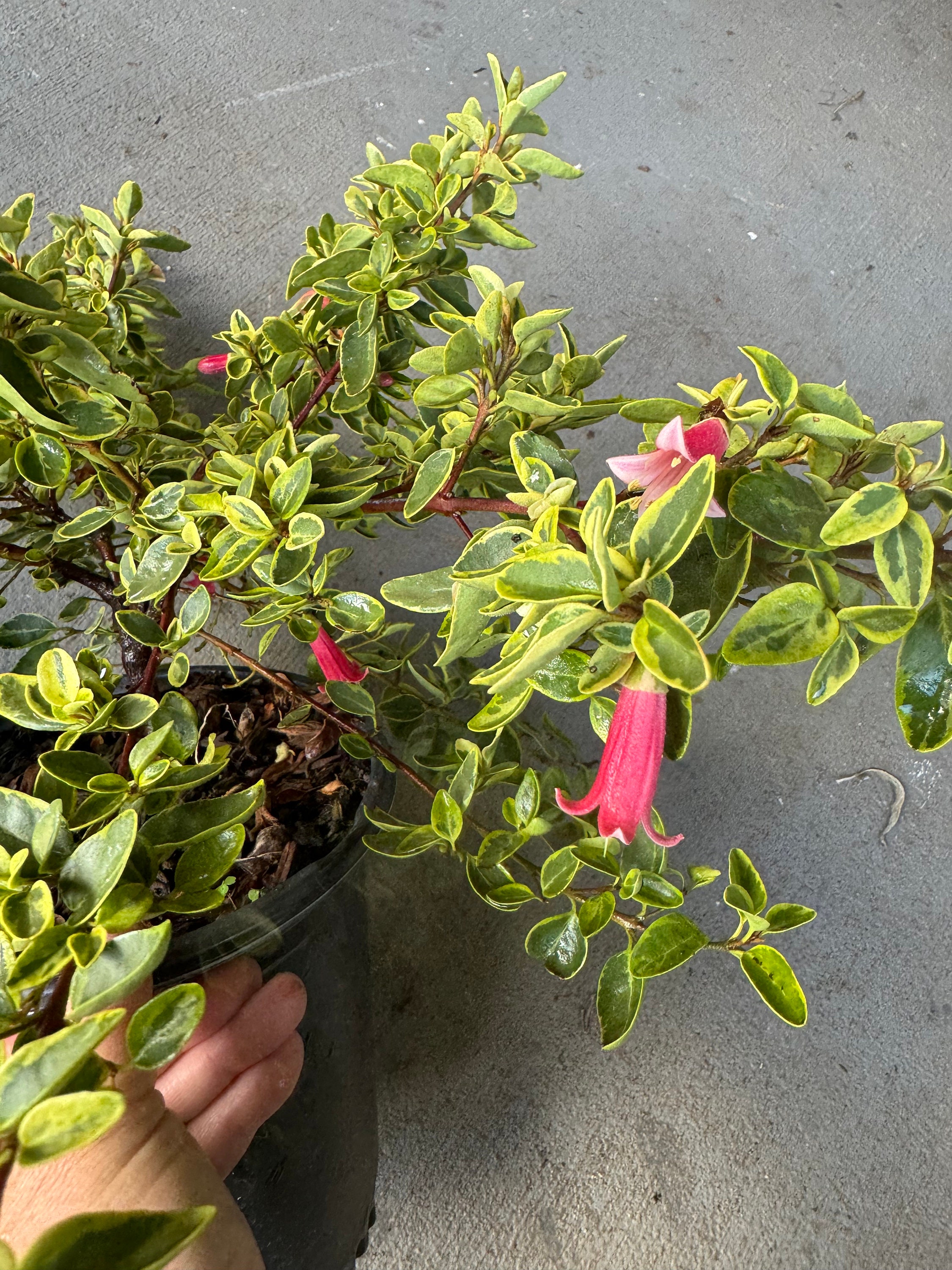 Correa Wyn's Wonder Variegated - Etsy