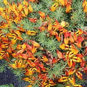 May include: A close-up of a cluster of orange and yellow flowers with green foliage. The flowers have a unique, curved shape and are arranged in a dense, colorful display.