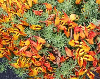 May include: A close-up of a cluster of orange and yellow flowers with green foliage. The flowers have a unique, curved shape and are arranged in a dense, colorful display.