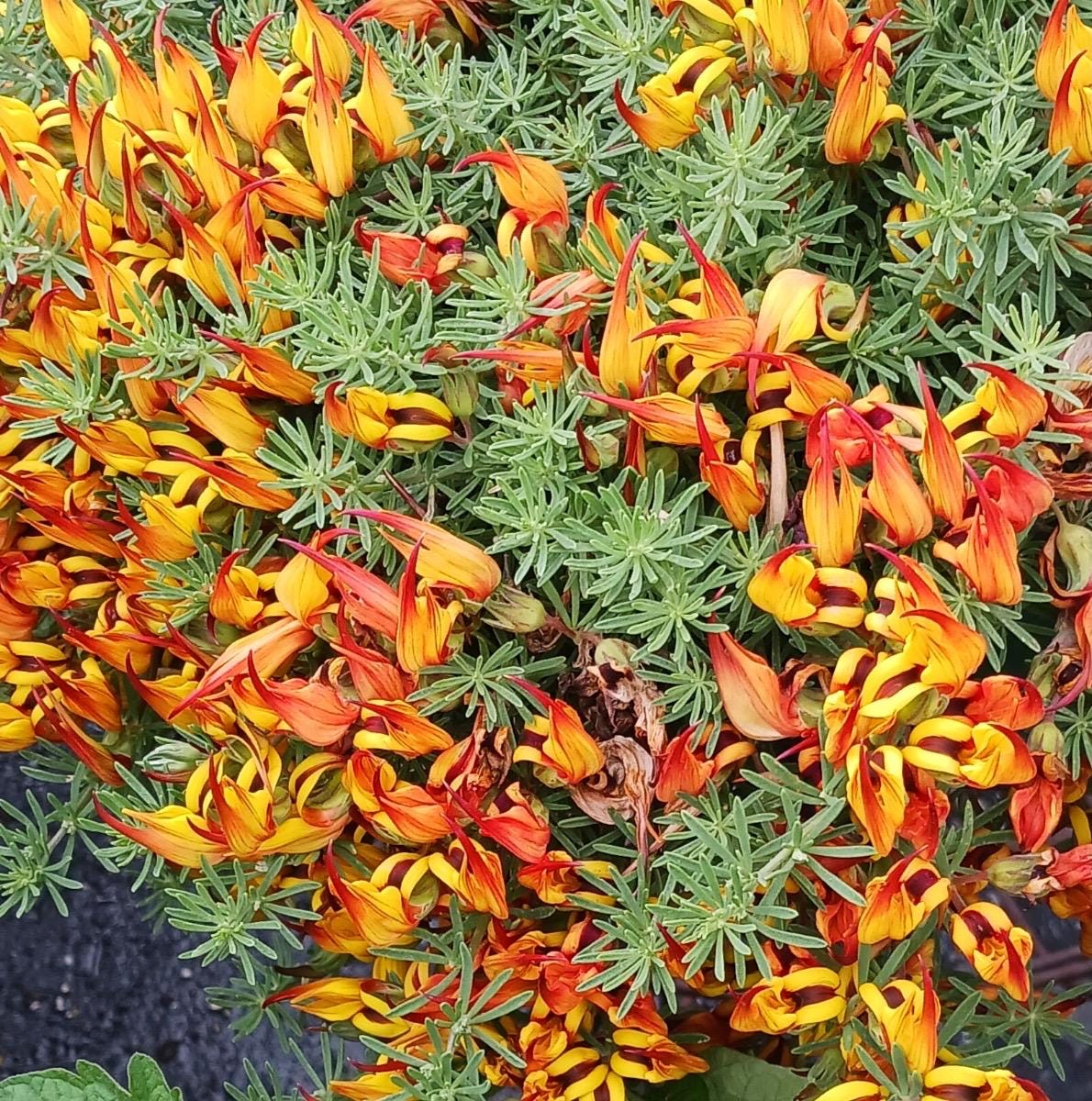 Parrot's Beak Plant  Lotus Berthelotii, Reddish Orange or Yellow Blooms (4  or 6 Inch Pot) - Etsy