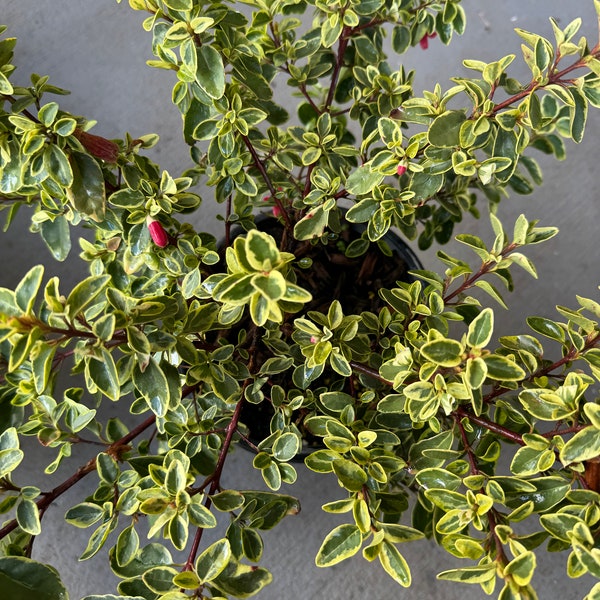 Correa Wyn’s Wonder Variegated