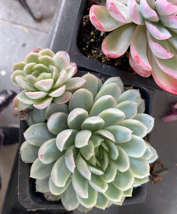 snake plants for sale near me Snake Plant for Sale