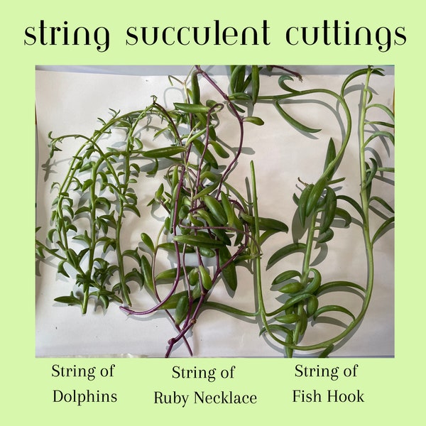 Succulent Cuttings Set - String of Dolphins, String of Ruby Necklace, String of Fish Hook