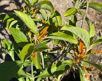 Mexican Honeysuckle, Justicia spicigera